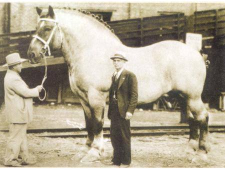 Brooklyn Supreme - belgian heavy horse